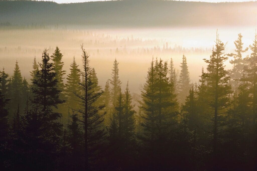 A forest with trees in the foreground and mountains behind it.