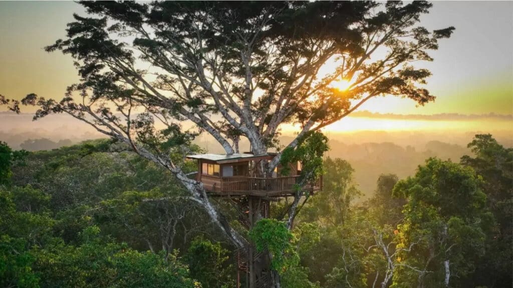 Sunrise treetop house in jungle.