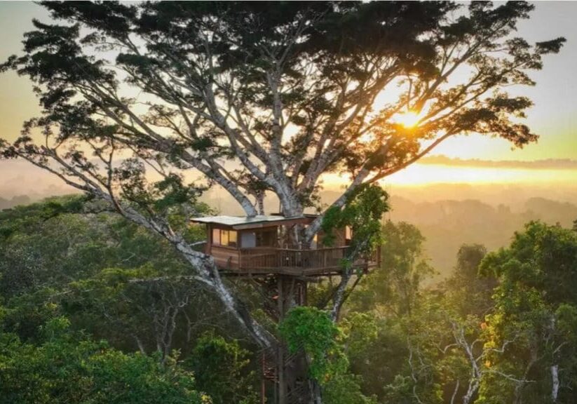 Sunrise treetop house in jungle.