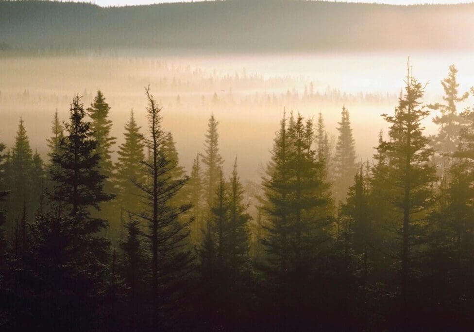 A forest with trees in the foreground and mountains behind it.